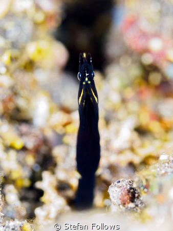 Slither

Ribbon Eel - Rhinomuraena quaesita

Batu Kel... by Stefan Follows 