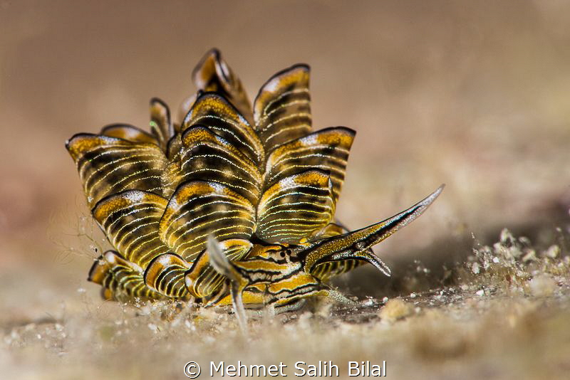 Cyerce nigra. by Mehmet Salih Bilal 