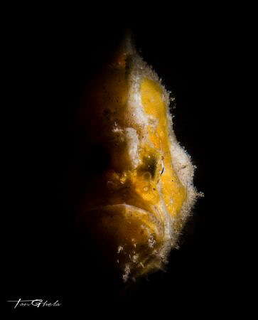 ONE SIDED
Frogfish by Ton Ghela 