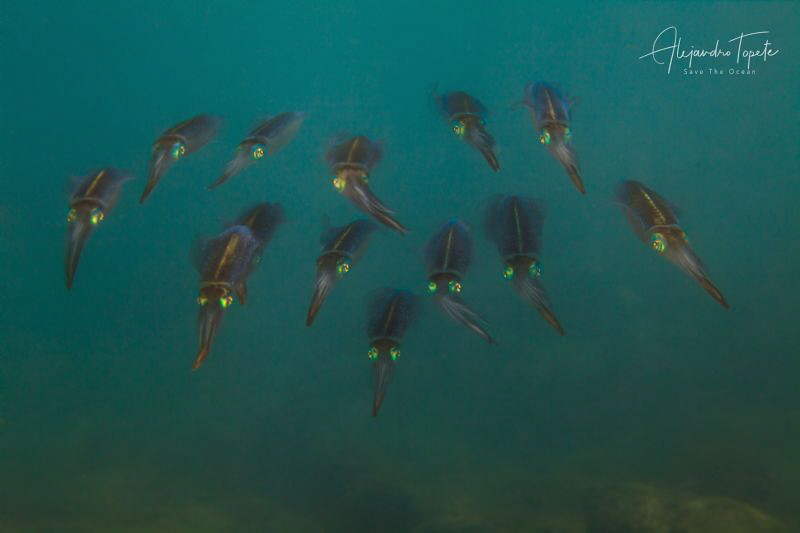 Family Squid, veracruz México by Alejandro Topete 