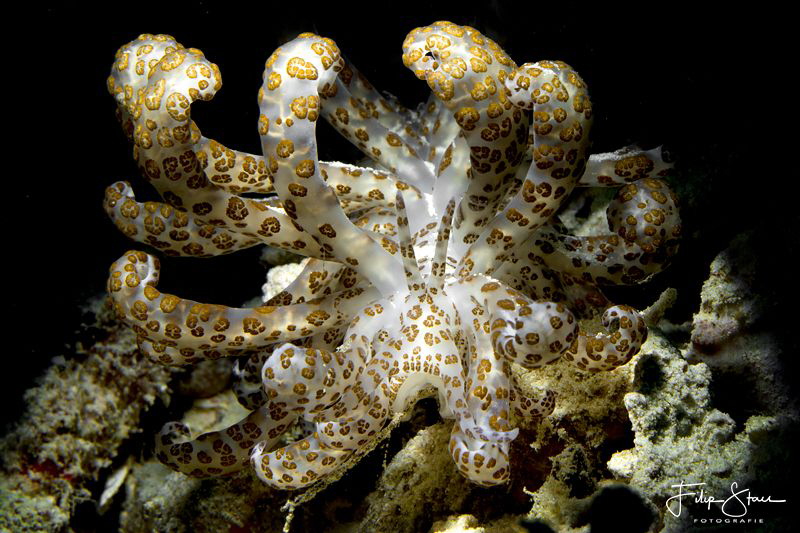 Phyllodesmium longicirrum, Pulau pef hosereef, Raja Ampat. by Filip Staes 