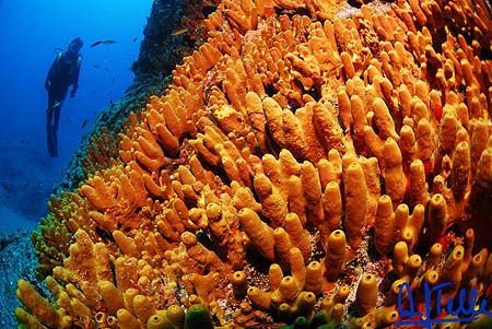 Yellow sponge. Tenerife, Canary Islands, Spain. D200 with... by Arthur Telle Thiemann 