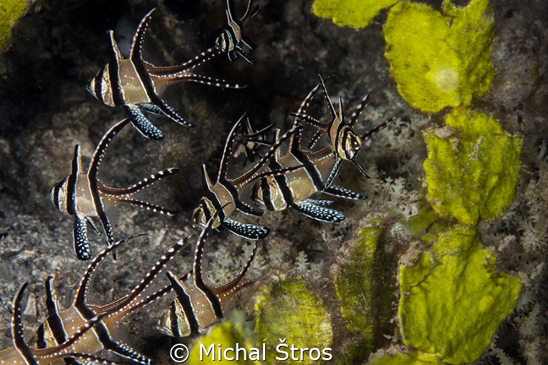Banggai cardinalfish by Michal Štros 