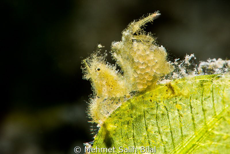 Hairy shrimp with eggs. by Mehmet Salih Bilal 