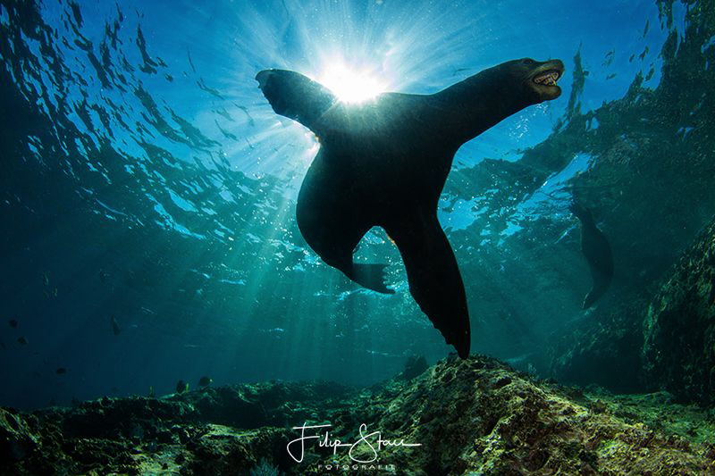 Californian sealion, La Paz, Mexico. by Filip Staes 