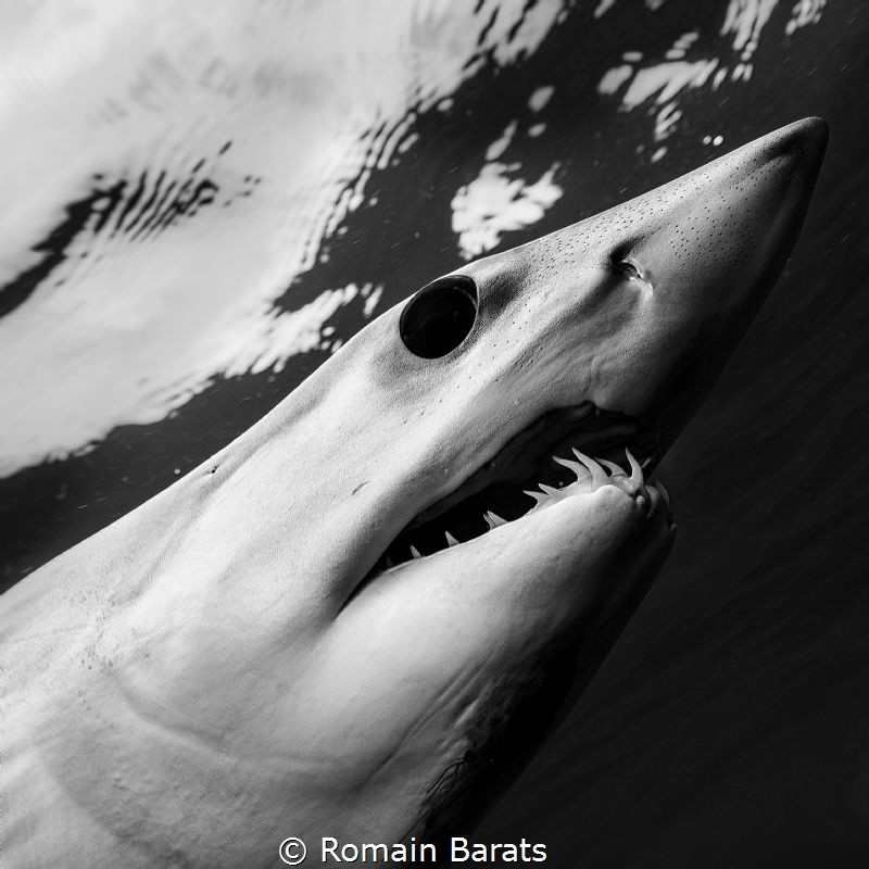 The eye of a legend.
mako shark by Romain Barats 