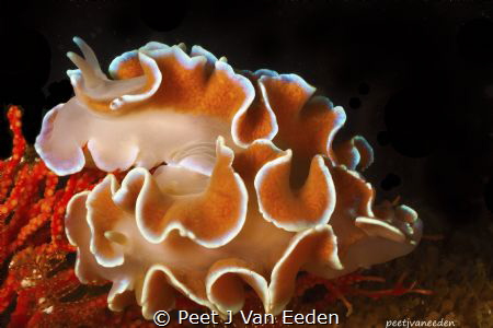 Frilled Nudibranchs pairng up
 by Peet J Van Eeden 