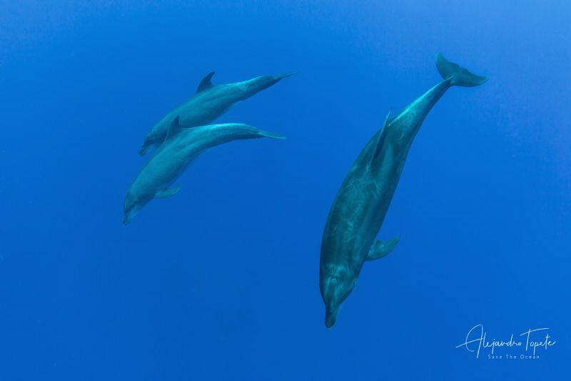 Dolphins in the Blue, Roca Partida México by Alejandro Topete 