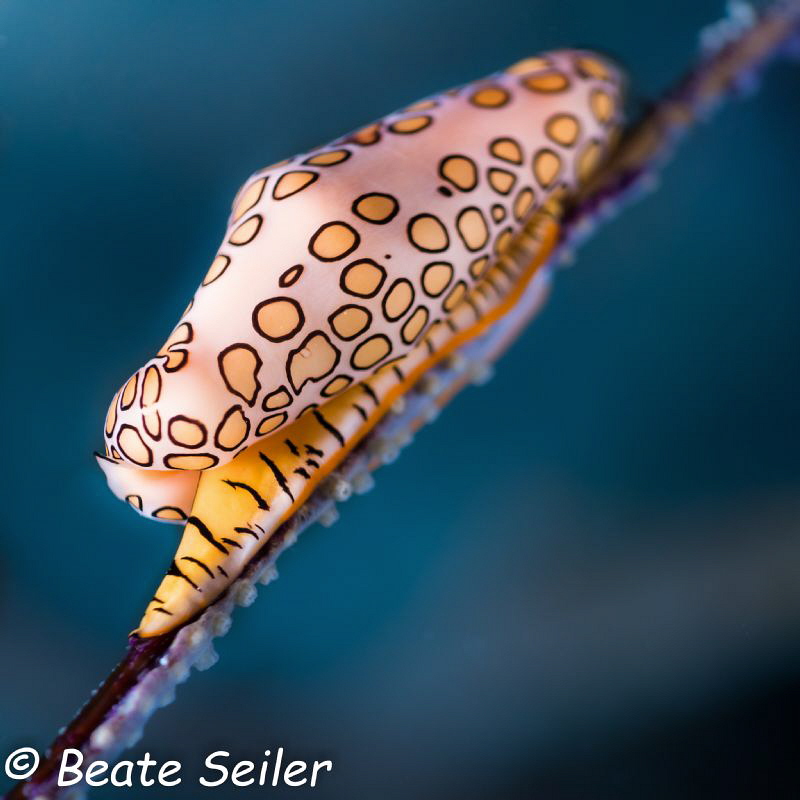 Flamingo tongue of Bonaire by Beate Seiler 