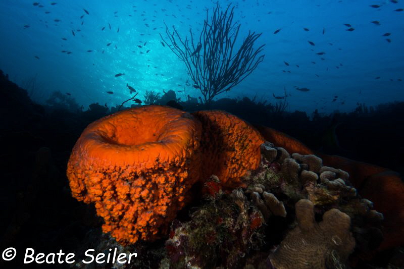 Early morning dive at Torres reef by Beate Seiler 