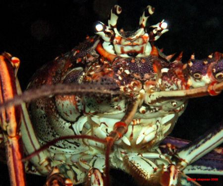 "Double Vision". Lobster with two sets of eyes? New to me... by Leigh Chapman 