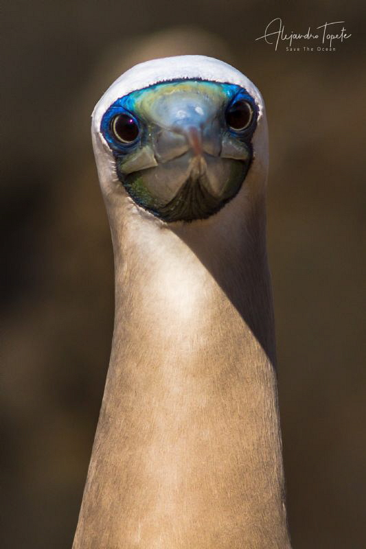 Bobo patas Azules, Isla Isabel Mexico by Alejandro Topete 