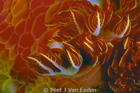 Wild Fire

The Branchial Plumes of a Spanish Dancer by Peet J Van Eeden 