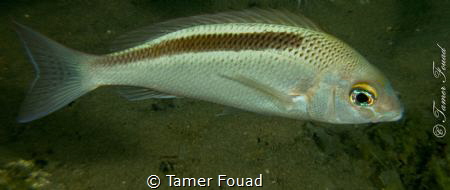 Scolopsis taeniata by Tamer Fouad 