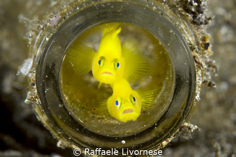 yellow goby inside the bottle by Raffaele Livornese 