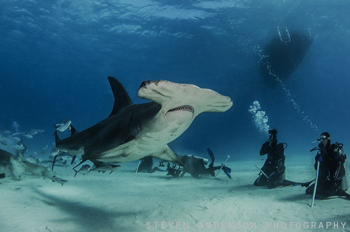 Hammertime!!!! Bimini Undersea really came thru with an e... by Steven Anderson 