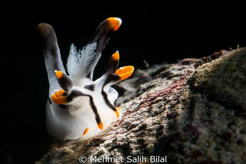 Thecacera picta with snooted backlit. by Mehmet Salih Bilal 