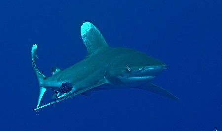 Longimanus, taken at Elphinstone by Timo Weber 