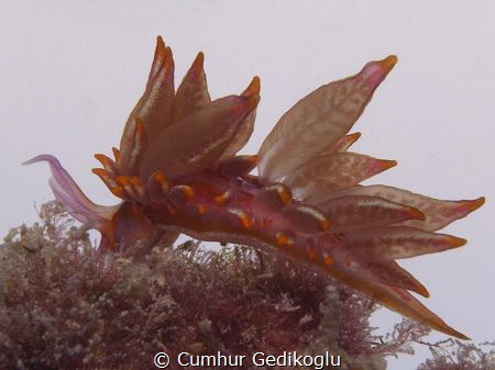 Hermaea variopicta by Cumhur Gedikoglu 