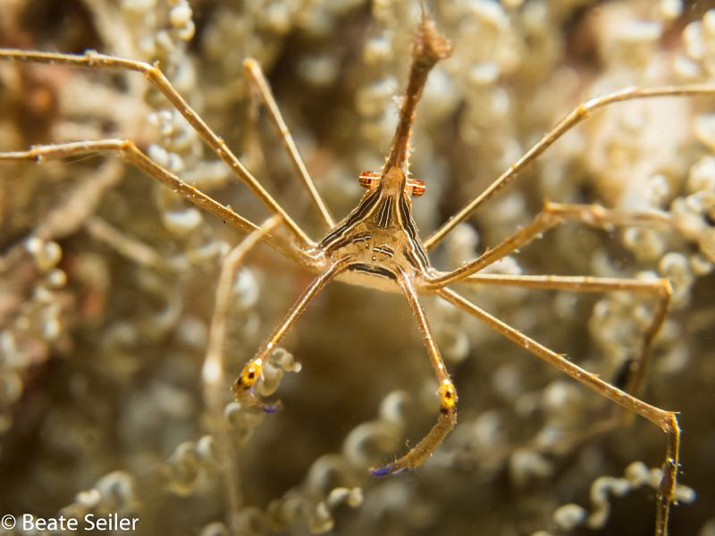 Arrow crab by Beate Seiler 