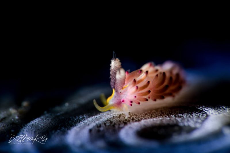 C I R C L I N G
Nudibranch feeding on eggs
(Favorinus m... by Lilian Koh 