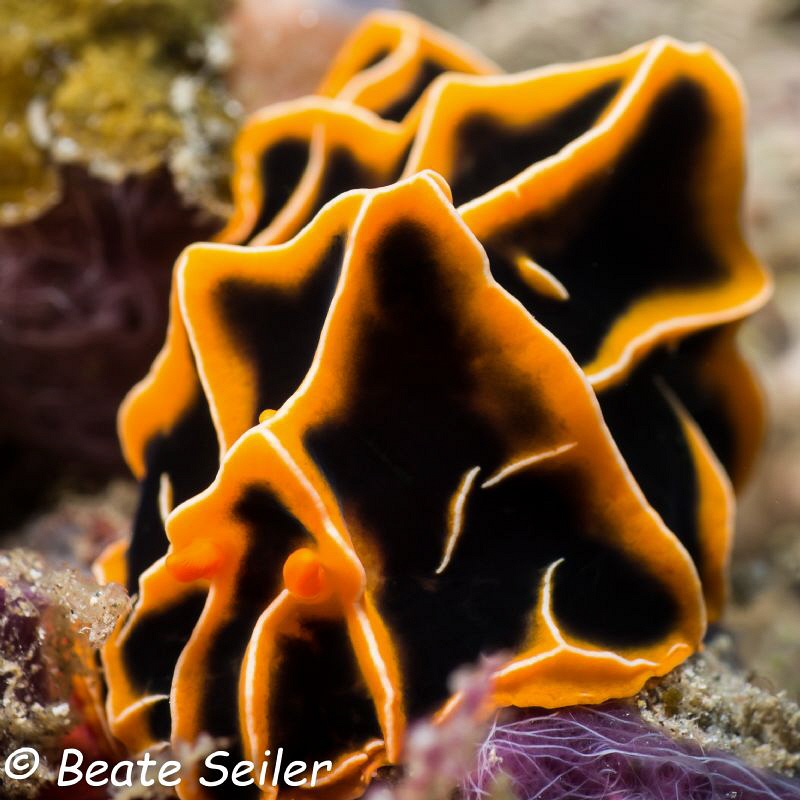 Nudi by Beate Seiler 