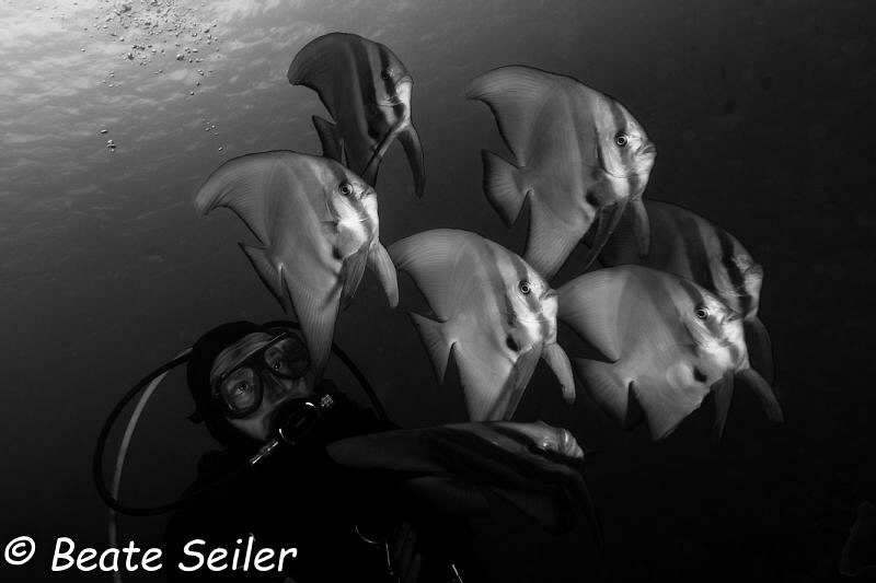 Batfish and my Buddy by Beate Seiler 