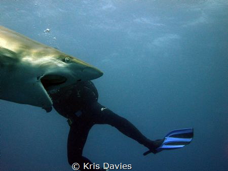 This Oceanic Blacktip was gaping and I shot at the perfec... by Kris Davies 