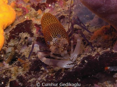 Gnathophyllum elegans by Cumhur Gedikoglu 