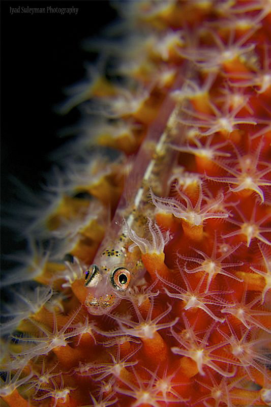 Goby by Iyad Suleyman 