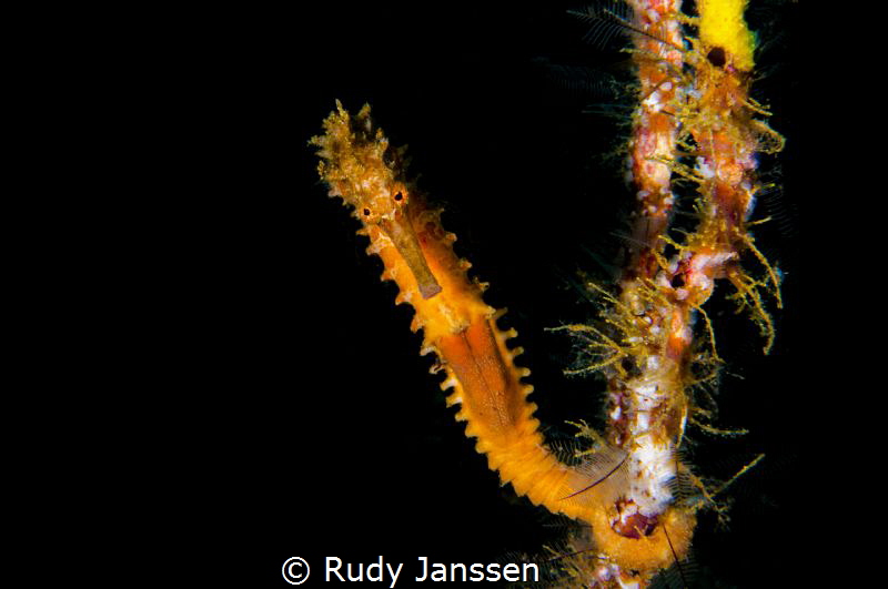 Sea horse by Rudy Janssen 