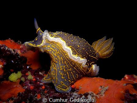 Felimare picta by Cumhur Gedikoglu 