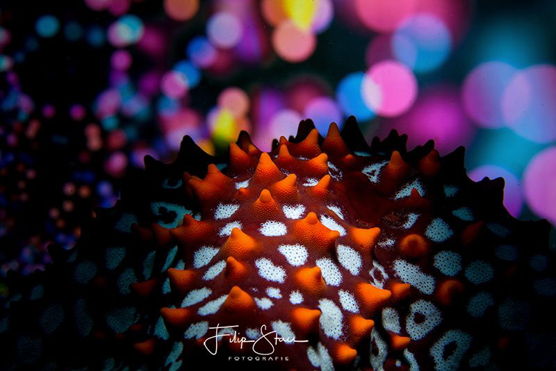 "Colorful world", La Paz, Mexico. by Filip Staes 