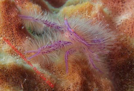 Hairy crab Sulawesi by Brad Cox 