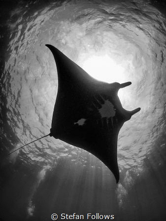 Castles in the Air

Manta Ray - Manta alfredi

Manta ... by Stefan Follows 
