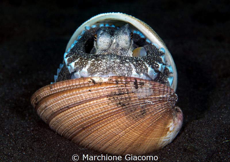 Coconut octopussy. ManadoNikon d800E, 105 macro.
two str... by Marchione Giacomo 