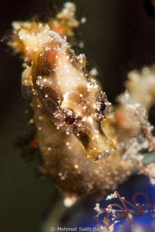 Severn's pygmy seahorse. by Mehmet Salih Bilal 