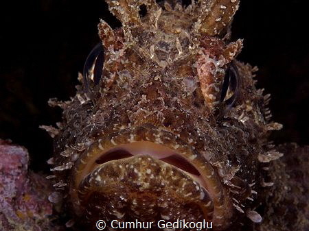 Scorpaena porcus by Cumhur Gedikoglu 