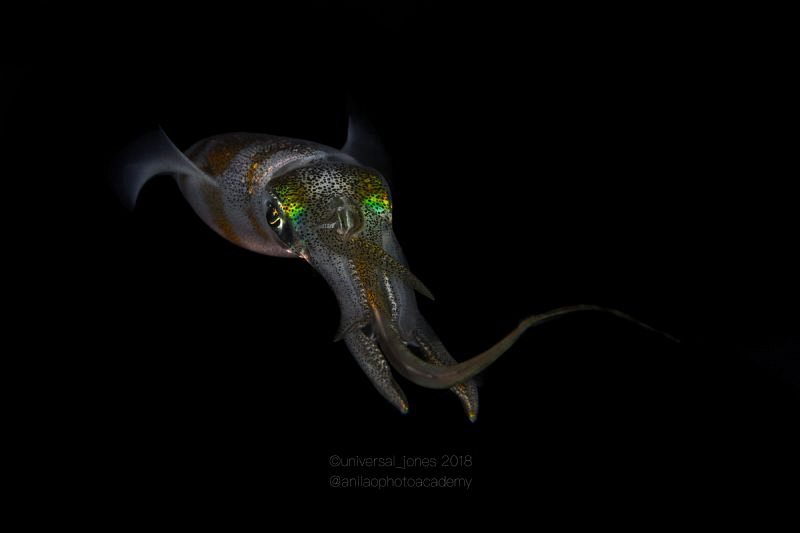 Squid predation on fish during bonfire dive by Wayne Jones 