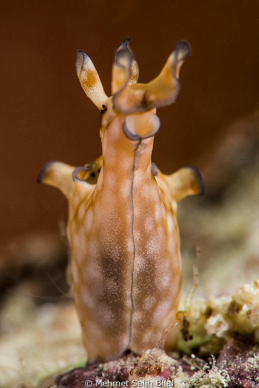 Aplysia parvula. One of the sea hare species. by Mehmet Salih Bilal 