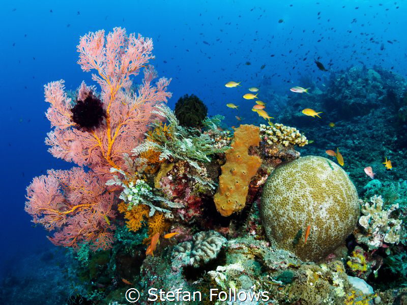Ah Monday, you little tease you ... !

Japanese Wreck, ... by Stefan Follows 