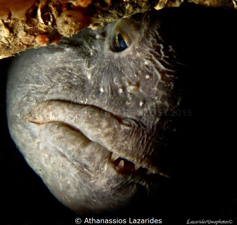 The atlantic wolf fish - Anarchias lupus by Athanassios Lazarides 