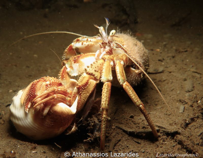 Crab Love - Cancer pagurus (male) with the female in an e... by Athanassios Lazarides 