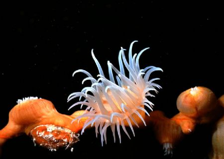 'ON THE WIRE' Colony of sea anemones on an overhead wire ... by Rick Tegeler 