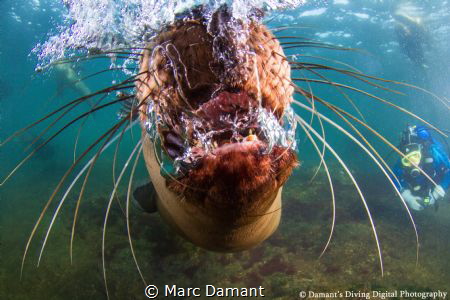 One of my first memories of swimming was having to stick ... by Marc Damant 