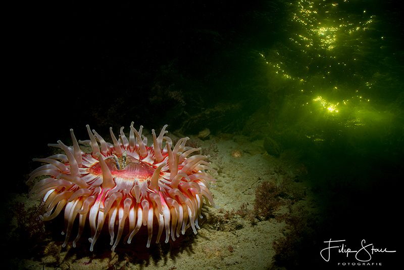 Dahlia anemone (Urticina felina),double exposure in camer... by Filip Staes 
