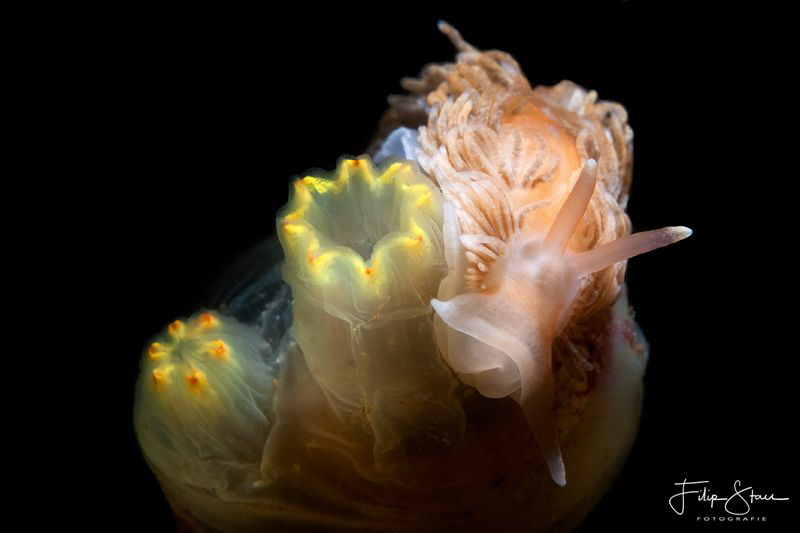Aeolidiella glauca, Zeeland, The Netherlands. by Filip Staes 