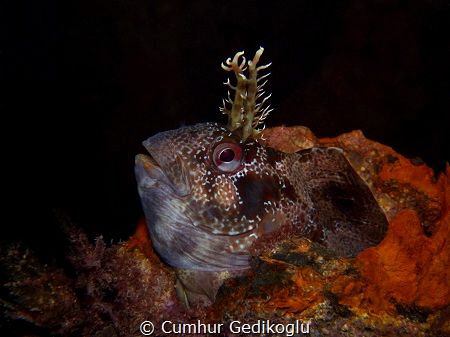 Parablennius gattorugine
Peacock blenny by Cumhur Gedikoglu 