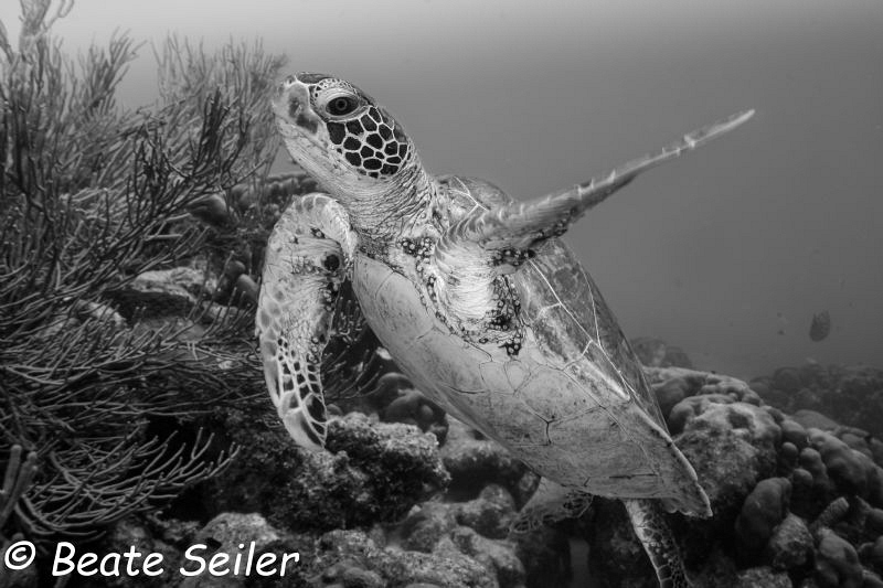 This way ! by Beate Seiler 