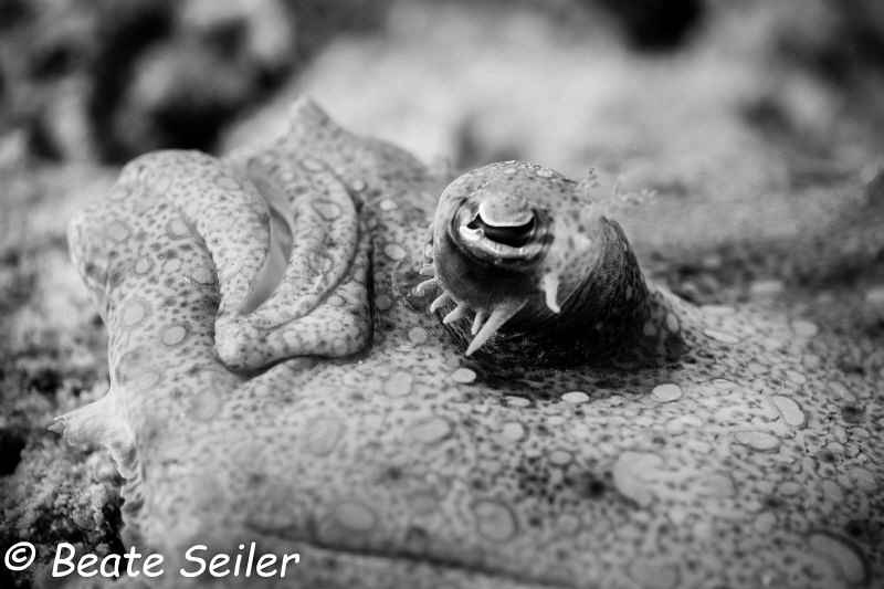 Flounder of Bonaire by Beate Seiler 